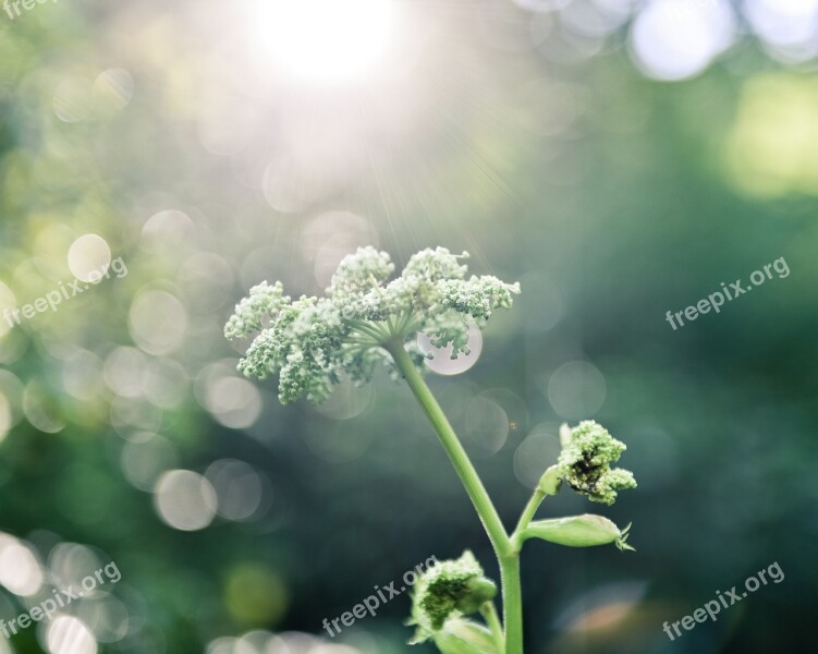 Small Fresh Plant Natural Large Aperture Still Life