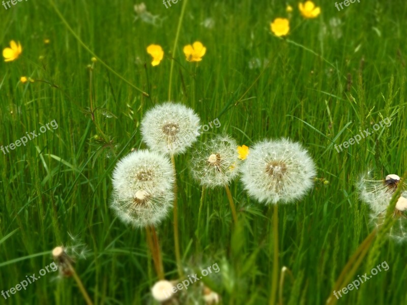 Dandelion Spring Meadow Buttercup Green Nature