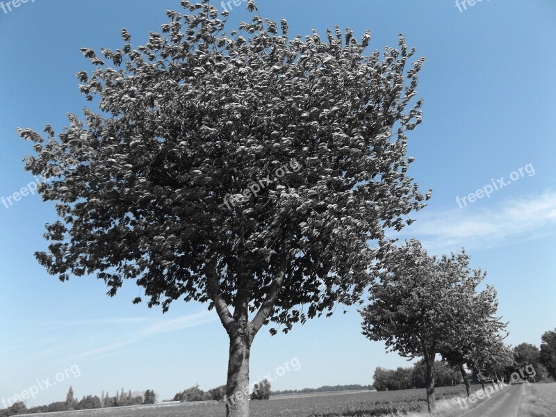 Tree Blue Sky Landscape Nature