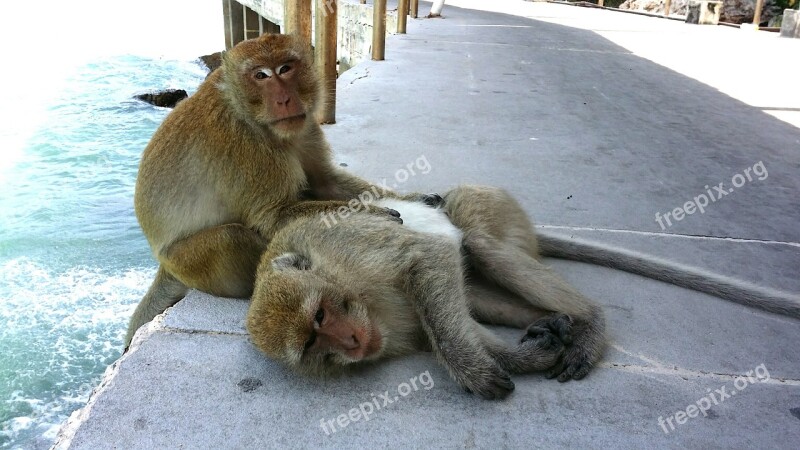 Thailand Pattaya Koh Larn Monkey Monkies