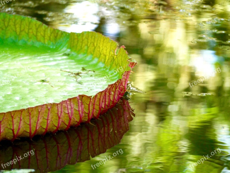 Water Leaf Water Lily White Green