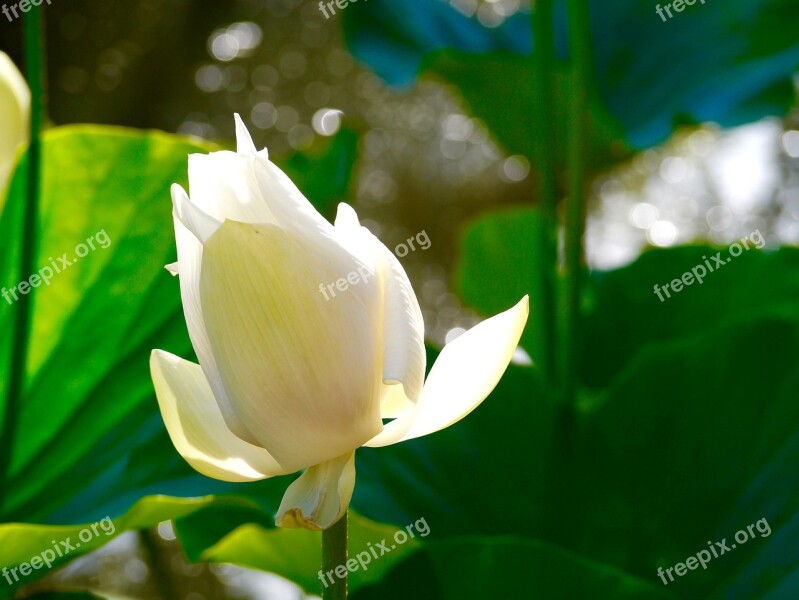 Lotus White Green Mauritius Blossom