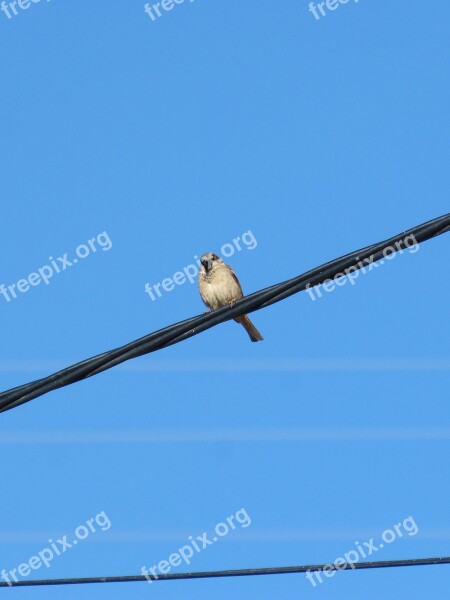 Sparrow Cable Wiring Bird Blue Sky