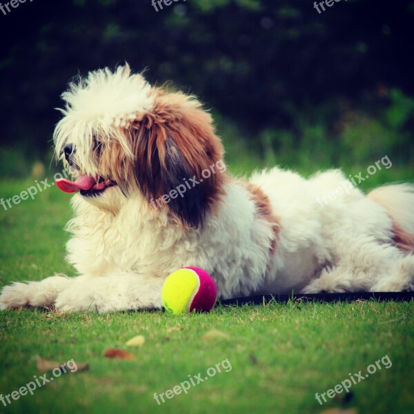 Noddy Lhasa Apso Dog Pet Animal