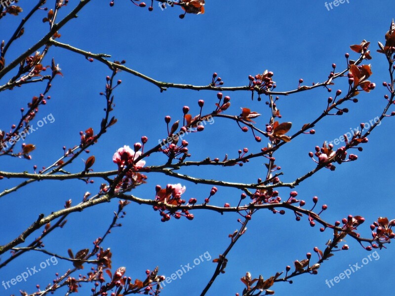 Wild Cherry Blossoms Spring Blue Sky Tree Nature