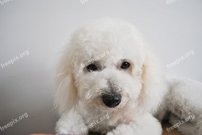 Bichón Dog Cute White Puppies