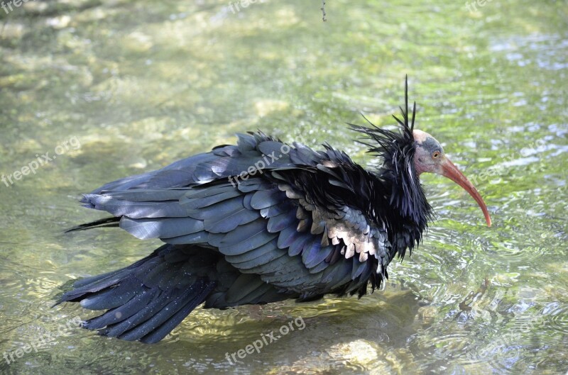 Northern Bald Ibis Bird Nature Wild Bird Close Up