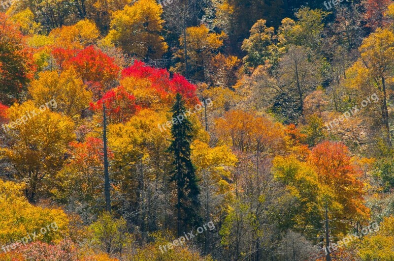 Outdoors Park Landscape Smoky Mountains Scenic