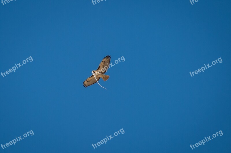 Red-tailed Hawk Flying Snake Food Bird