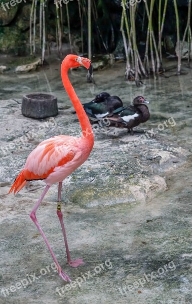 Flamingo Bird Pink Nature Wildlife