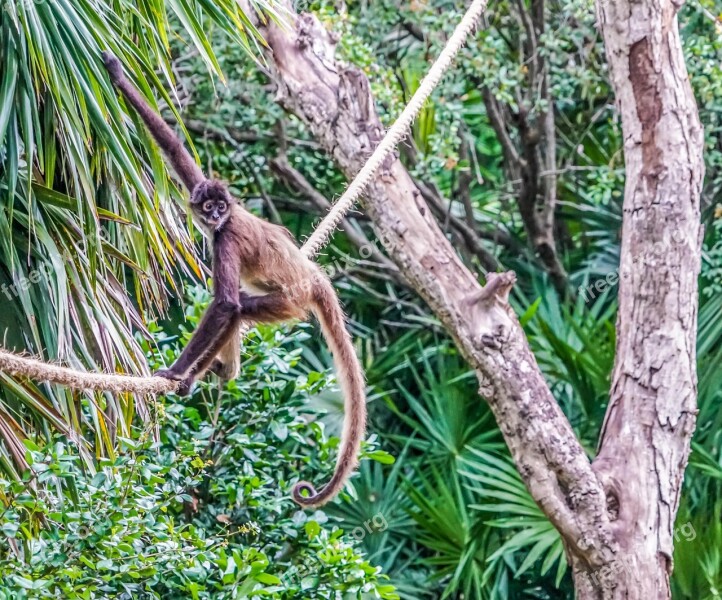 Spider Monkey Climbing Jungle Animal Mammal