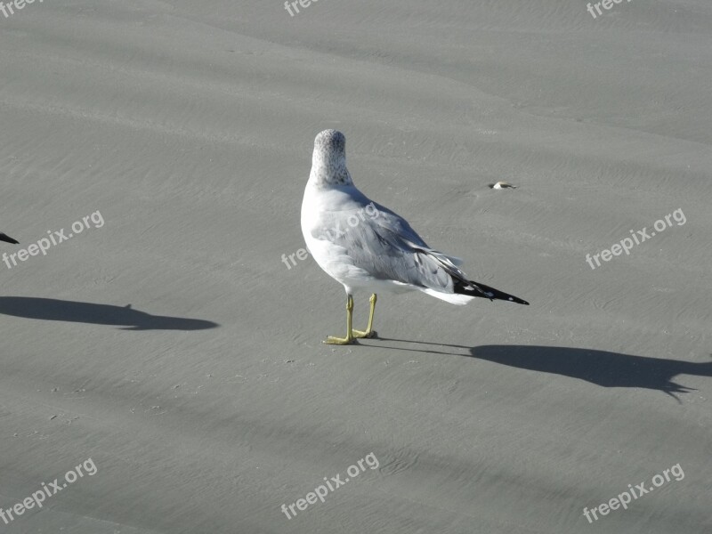 Beach Beach Birds Coastline Nature Coast