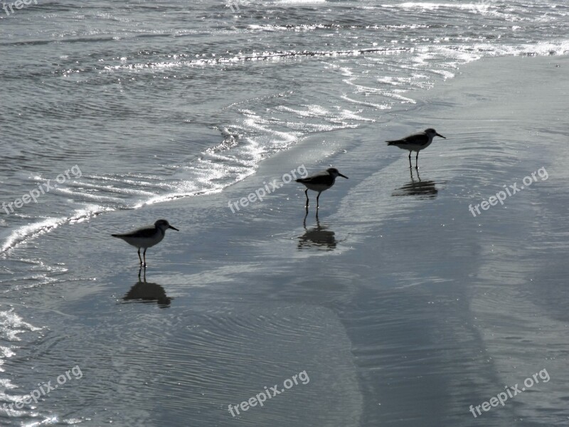 Beach Beach Birds Coastline Nature Coast