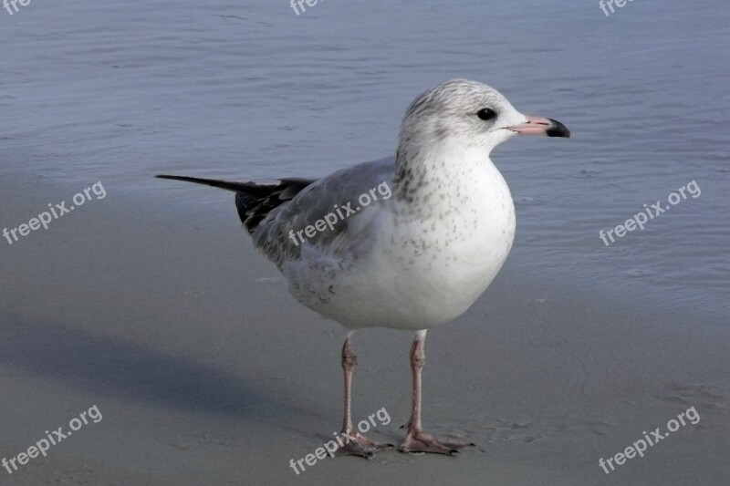 Beach Beach Birds Coastline Nature Coast