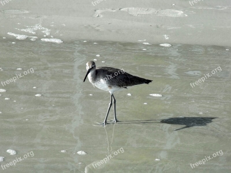 Beach Beach Birds Coastline Nature Coast