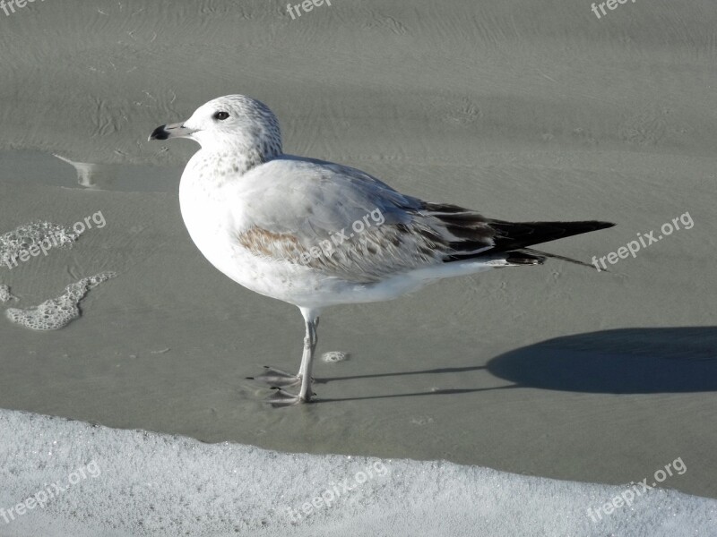 Beach Beach Birds Coastline Nature Coast