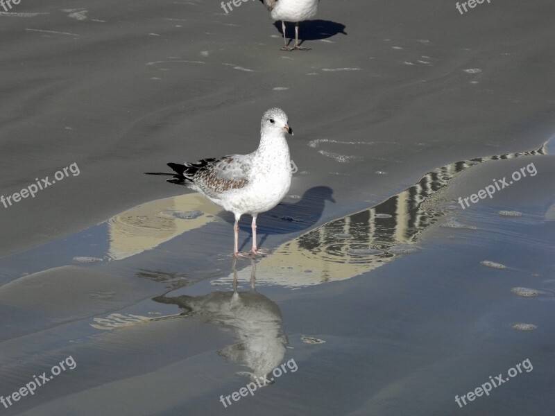 Beach Beach Birds Coastline Nature Coast