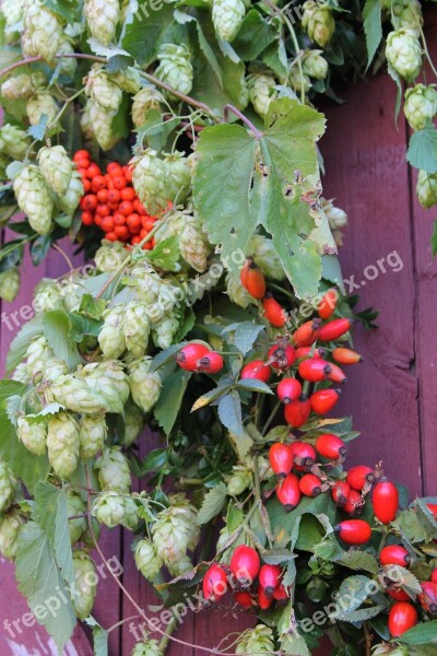 Autumn October Hops Rose Hip Red