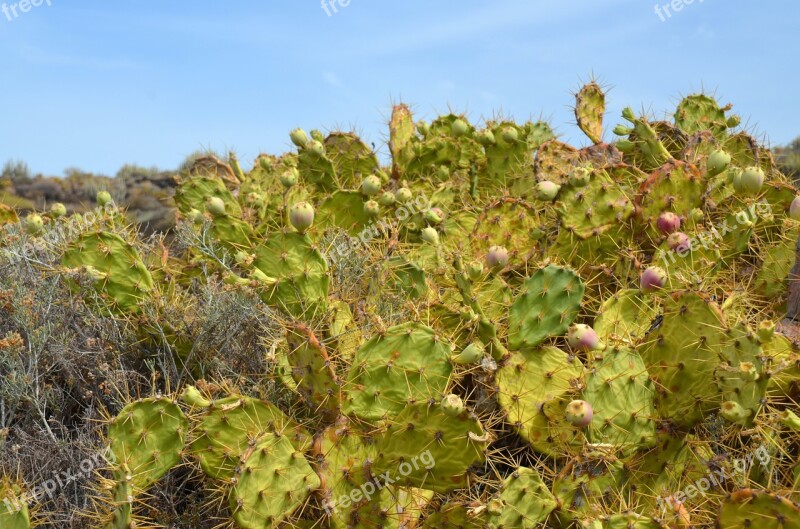 Cactus Spur Plant Thorns Prickly