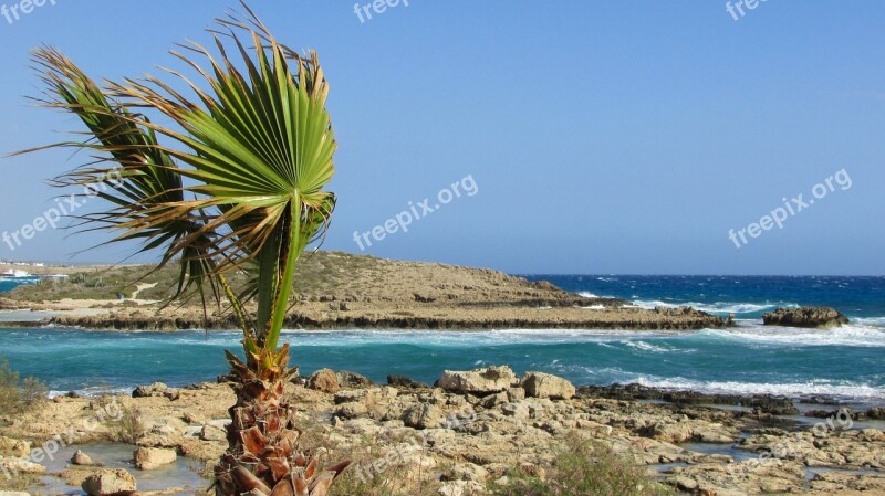 Cyprus Ayia Napa Nissi Beach Palm Tree