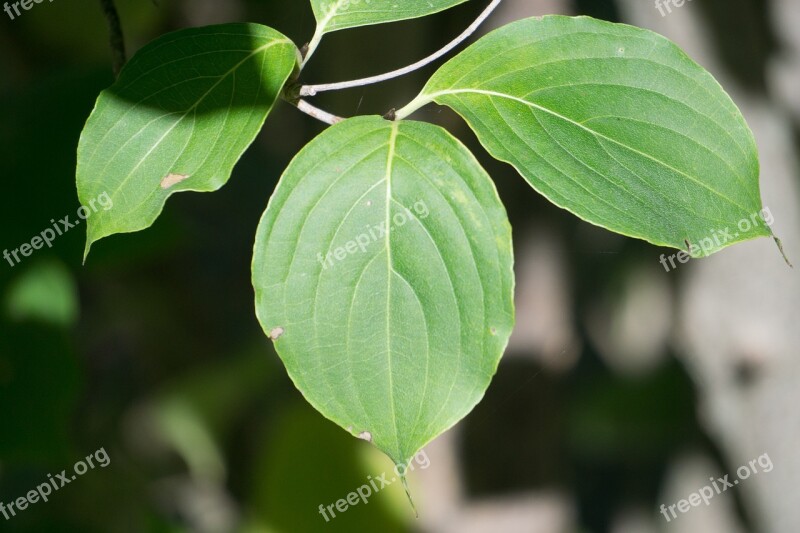 Dogwood Leaf Tree Pod Green