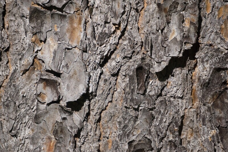 Texture Bark Tree Nature Cracked