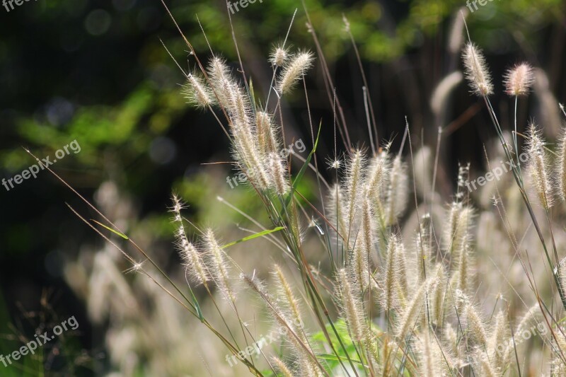 Grass Grafieldss Mead Plain Nature