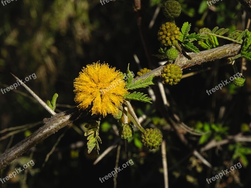 Acacia Sweet Acacia Sponge Tree Antilles Acacia Plant