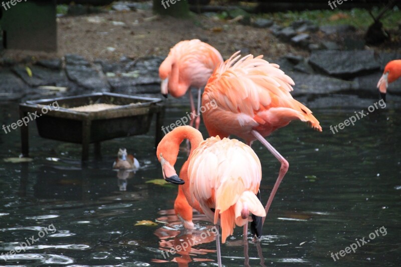 Flament Pink Birds Park Pen Free Photos