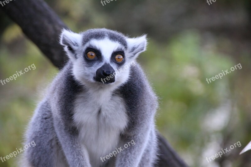 Animals Lemur Hair Free Photos