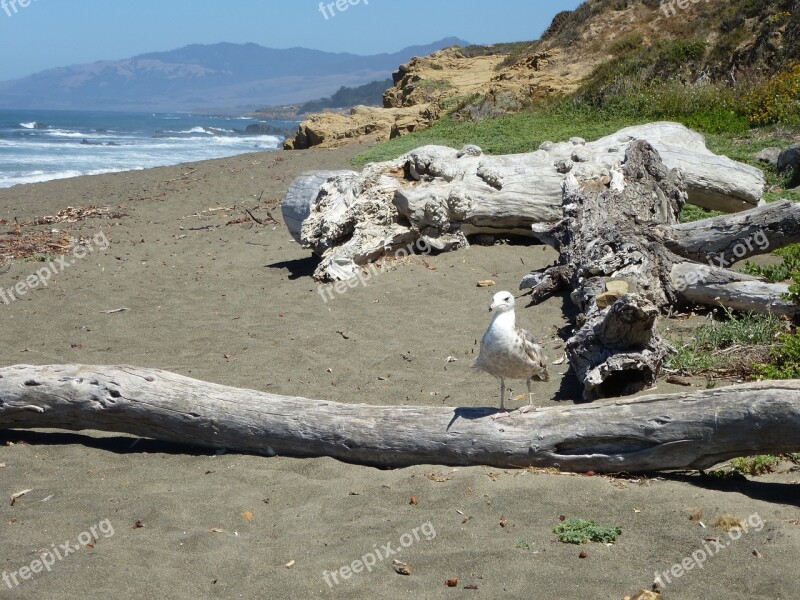 Sea Sea Gull Coast Coastal Ocean