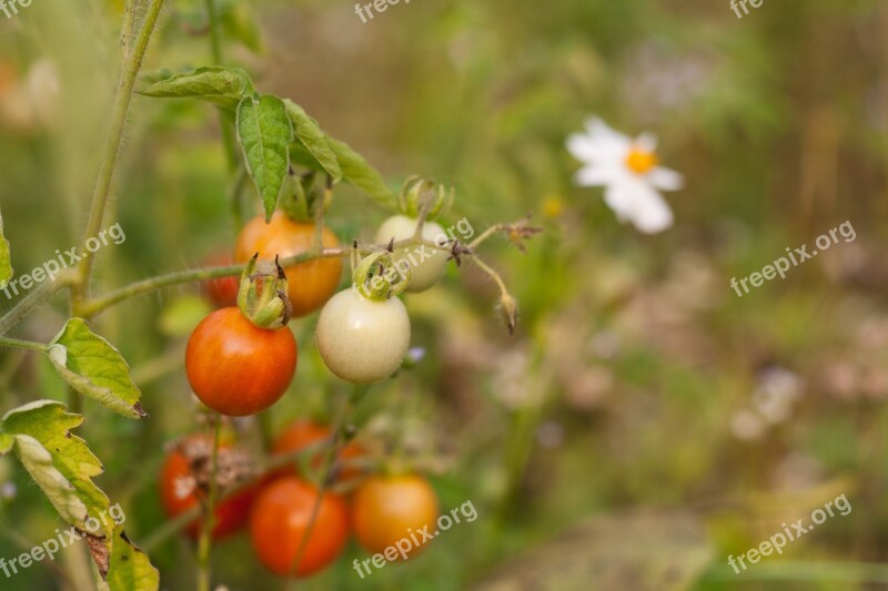 Tomato Vegetable Fruit Bio Free Photos