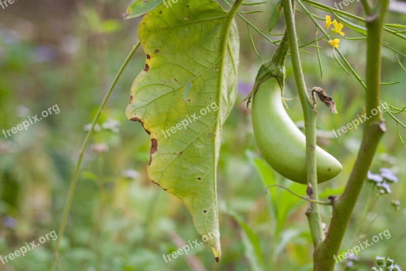 Fruit Eggplant Vegetable Green Bio