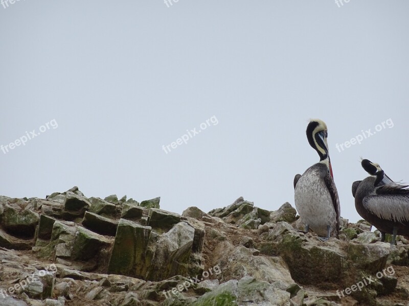 Pelicans Ballestas Islands Peru Free Photos