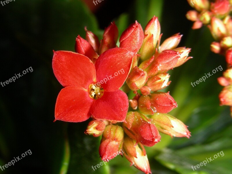 Red Flower Nature Plants Garden Macro