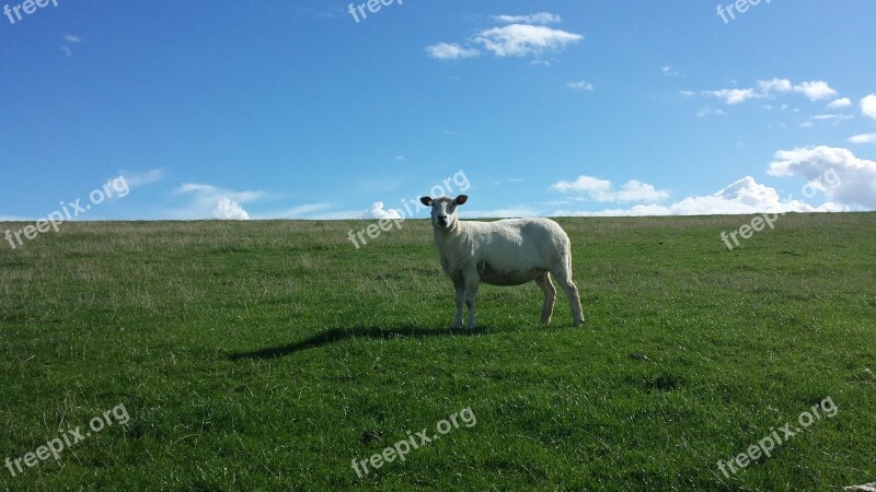 Sheep Dike North Sea Nordfriesland Animal