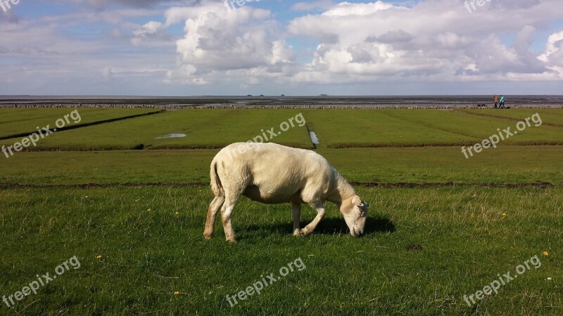 Animals Dike North Sea Sheep Nordfriesland