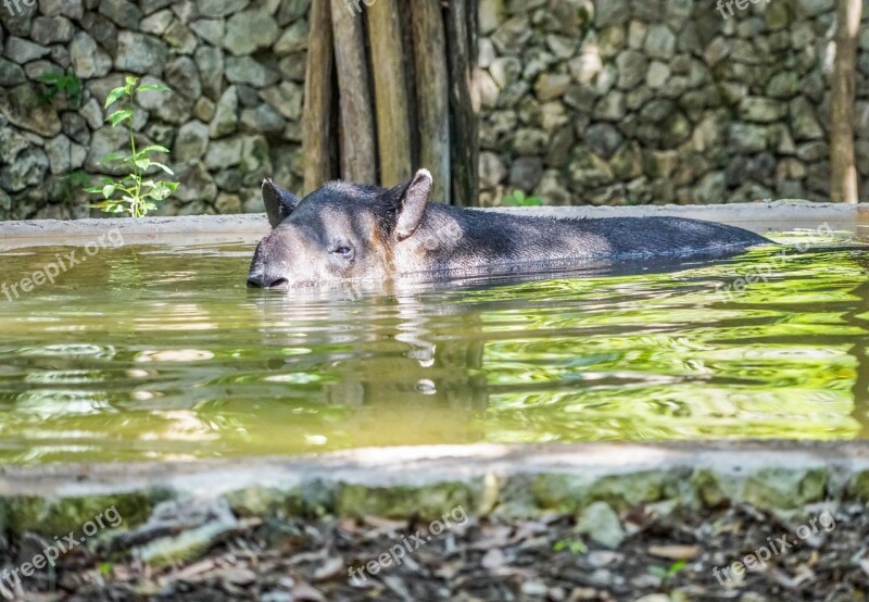 Tapir Snout Face Swimming Water