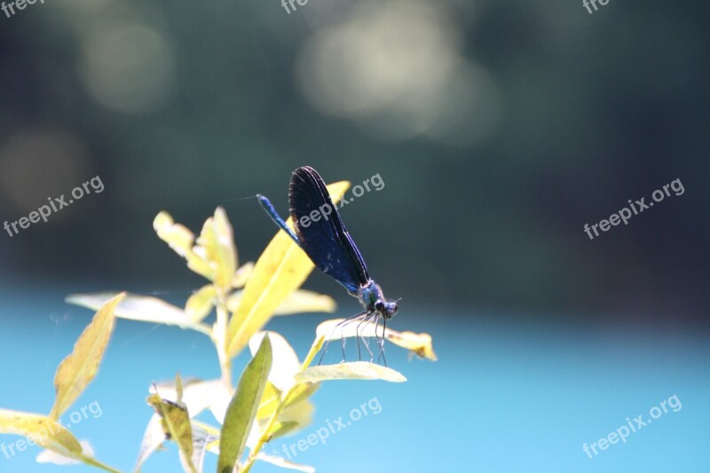 Dragonfly National Park Croatia Plitvice Lakes World Natural Heritage