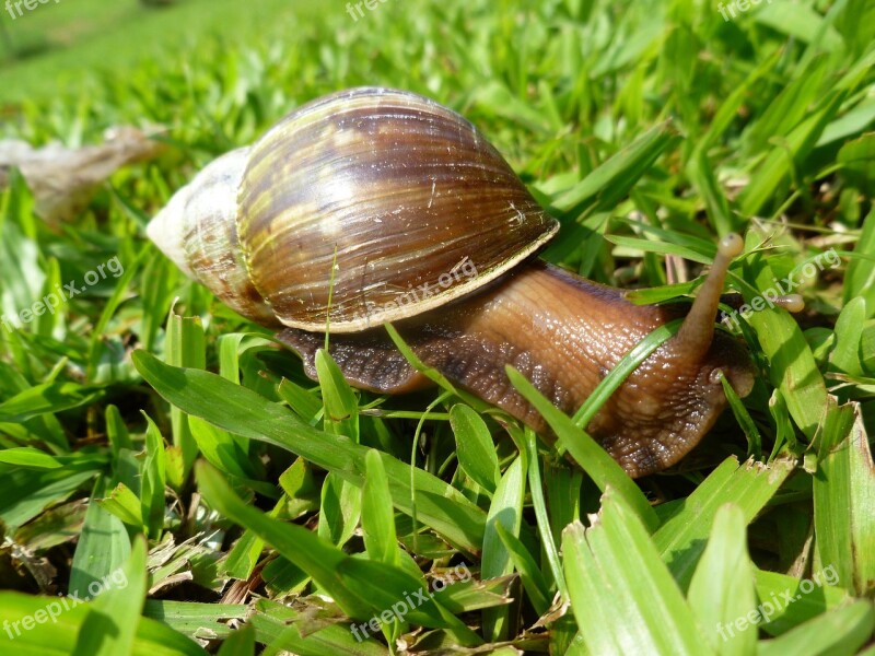 Snail Grass Giant Shell Nature