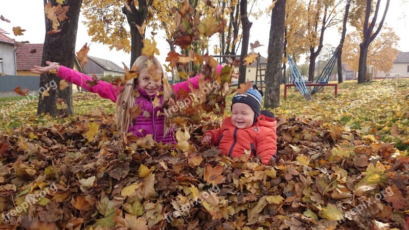 Autumn Deciduous Avar Brown Leaves Autumn Leaves