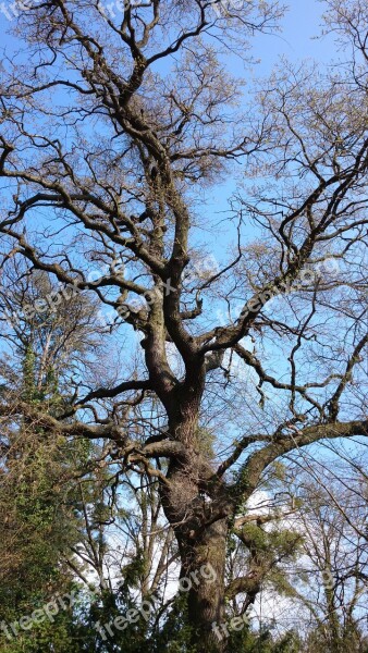 Wood Trees Autumn Nature Branches