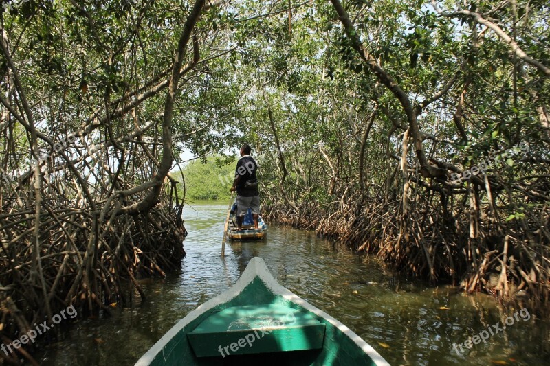 Colombia Mangrove Nature Caribbean Green