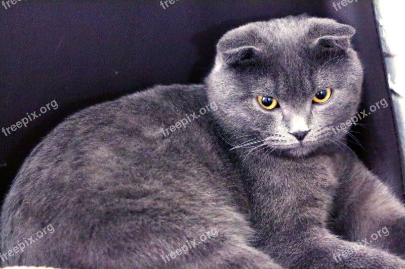 Black Cat Baqi Cool Pets United Kingdom