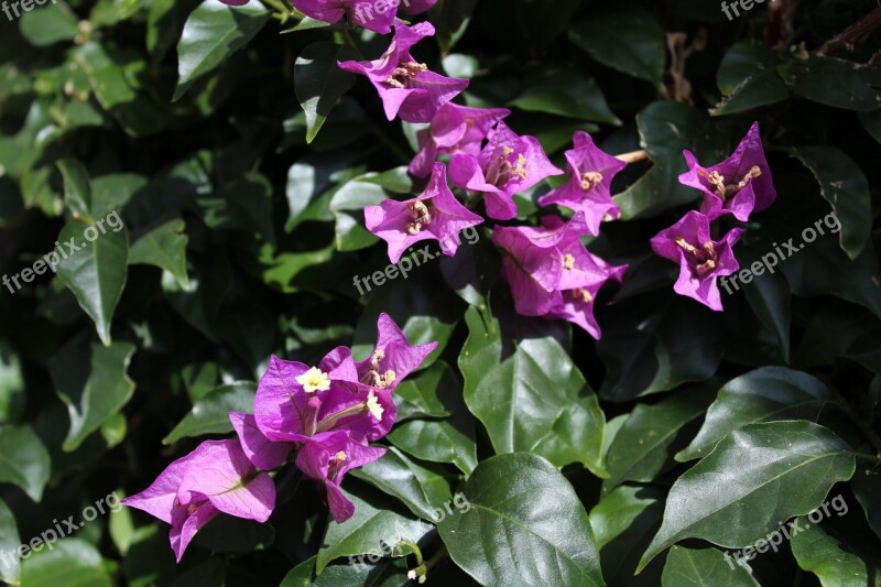 Bougainvillea Flowers Plants Trees Free Photos