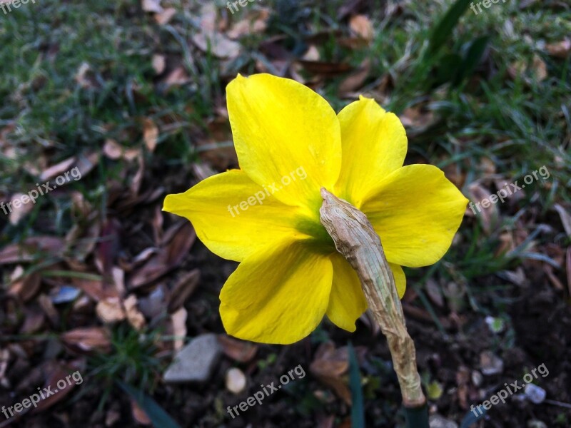 Daffodil Narcissus Easter Bloom Blossom