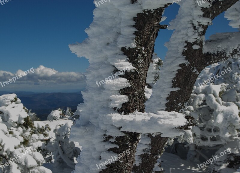 Winter Frost Snow Winter Landscape Trees