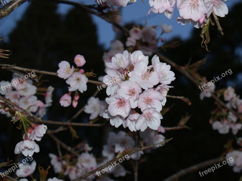 Evening Cherry Blossoms During The Day In Full Bloom Spring