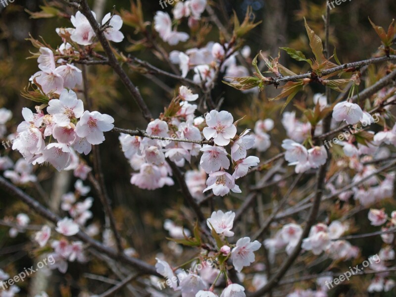 Cherry Blossoms During The Day In Full Bloom Spring Flowers