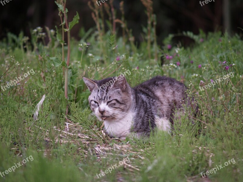 Cat Wild Cat Skew Spring Free Photos